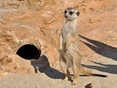 test_inera Suricato